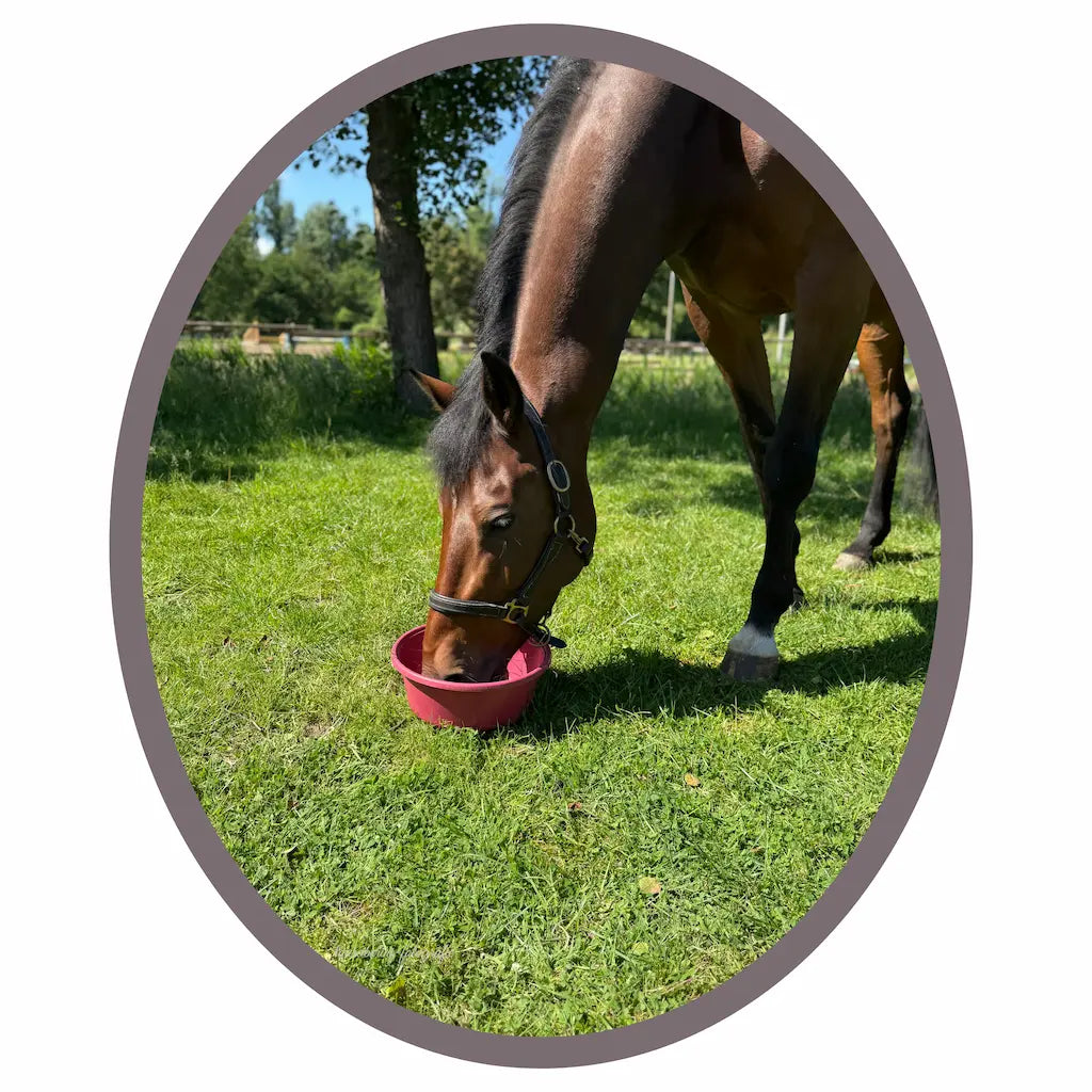 Pferd, das aus einer Mashschüssel frisst