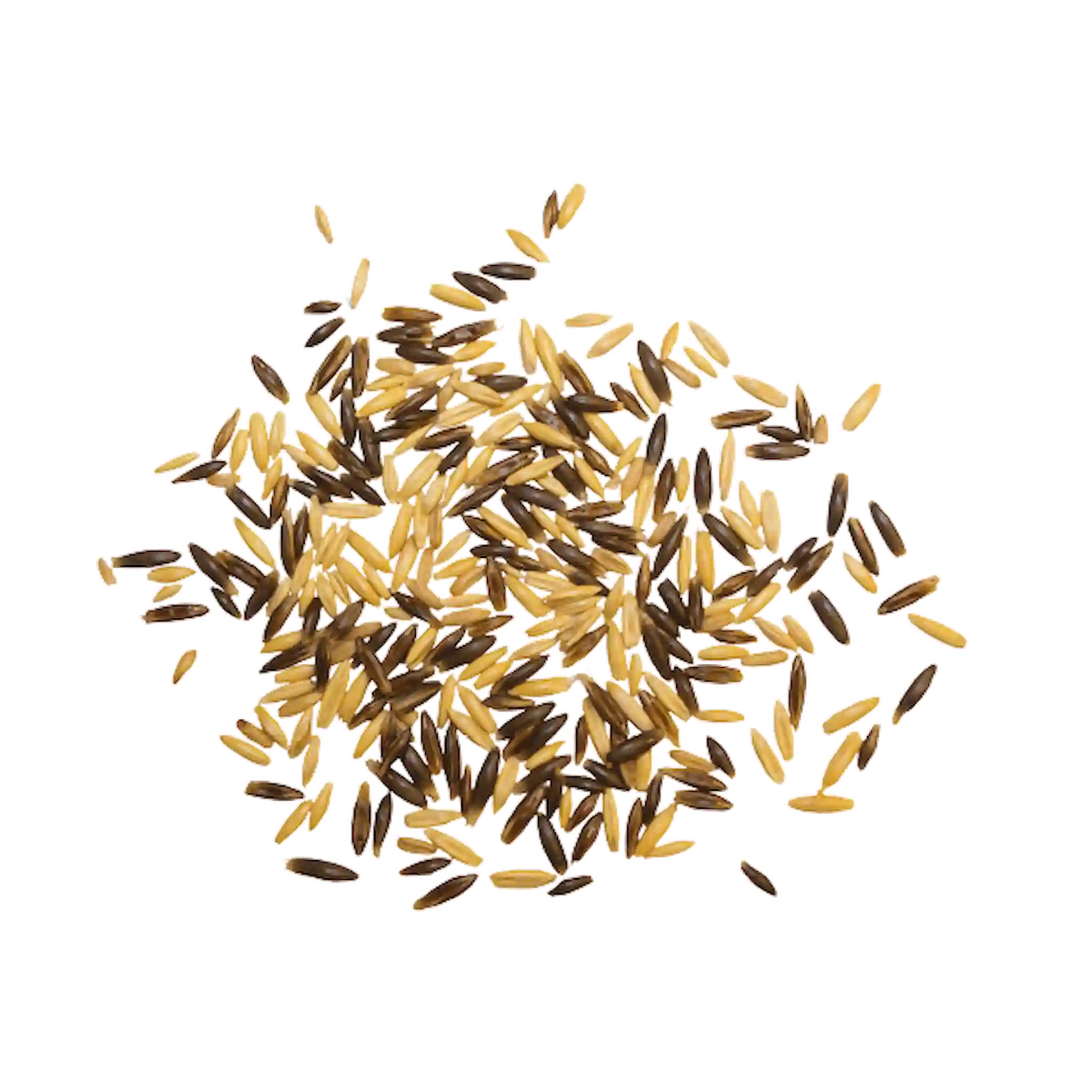 Schwarz Gold Hafer für Pferdefütterung bei Sport und Gewichtszunahme